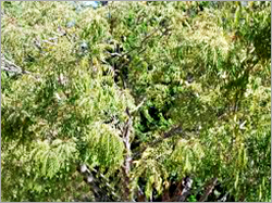 Dehydrated Curry Leaves