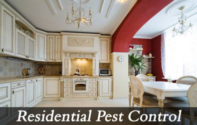Residential Pest Control Services