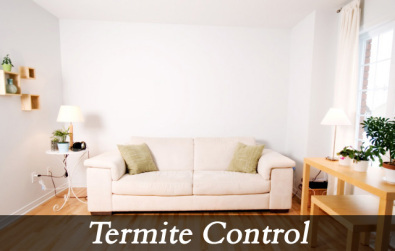 Termite Pest Control Services