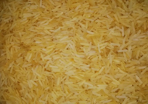 1509 Golden Rice