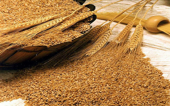 Sharbati Wheat