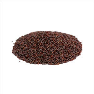 Mustard Seeds