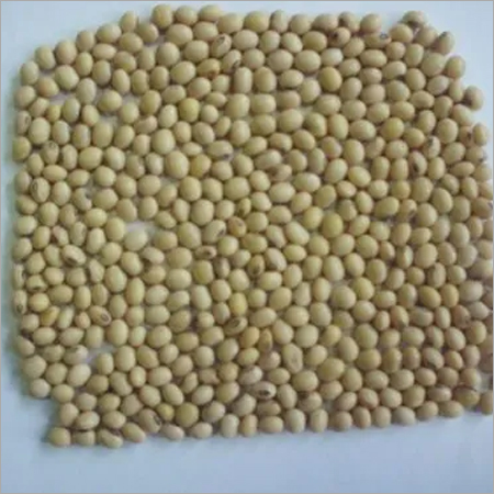 Soya Bean Seeds By SIDHHARTHA CORPORATION PVT.LTD.