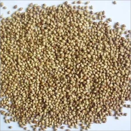 Coriander Seeds