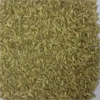 Fennel Seeds