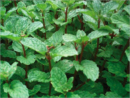 Natural Menthol Oil