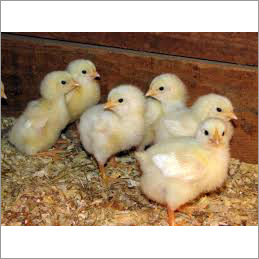 Broiler Chicks