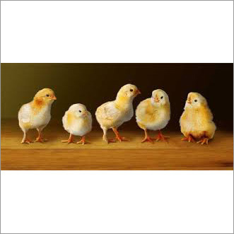 Layer Chicks