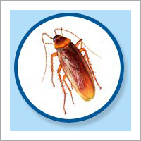 Cockroach Pest Control Services