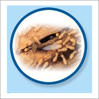 Anti Termite Treatment Services