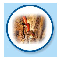 Wood Borer Treatment Services