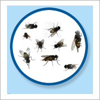Fly Management Services