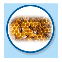 Bees Pest Control Services