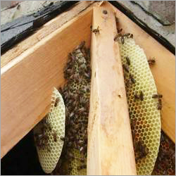 Bees Pest Control Service