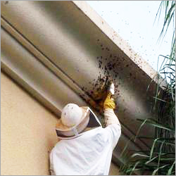 Honey Bees Control Services