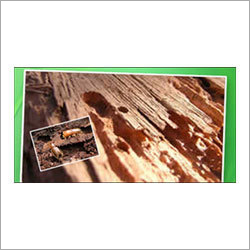 Wood Borer Treatment Service