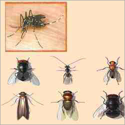 Fly Control Services By DOCTORS PEST CONTROL