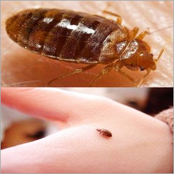 Bed Bug Treatment