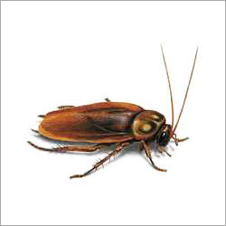 Cockroaches Control Service