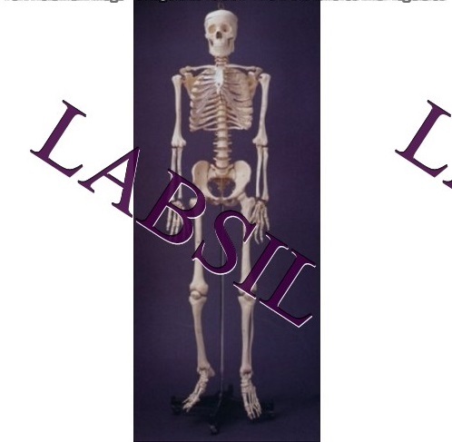 human Skelton