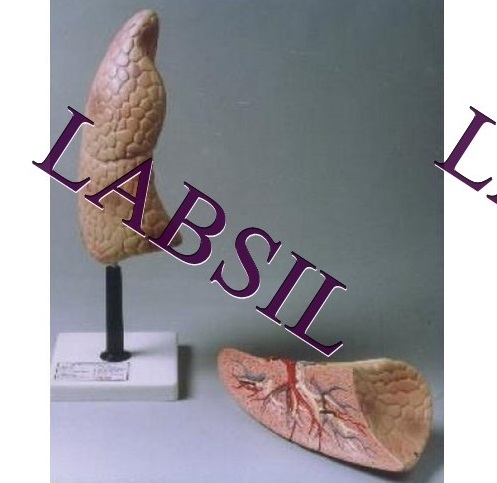 Human Lungs