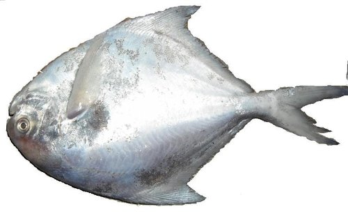 Silver Pomfret