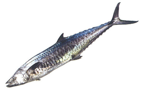 SEER FISH WHOLE