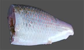 CORVINA HEADLESS TAILOFF GUITTED