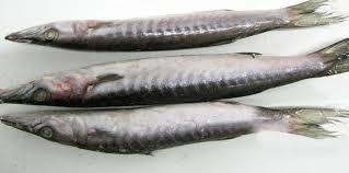 BARRACUDA WHOLE ROUND WHOLE GUTTED