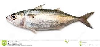 INDIAN MACKEREL