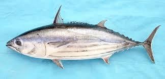 TUNA BONITO