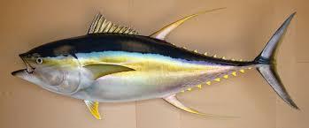 Frozen Fish
