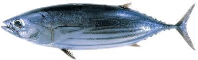 TUNA SKIP JACK