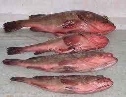 REEFCOD WHOLE ROUND