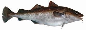 REEFCOD HEAD ON GUITTED