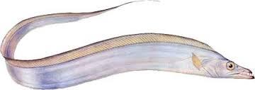 RIBBON FISH