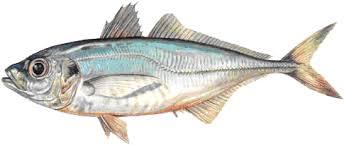 HORSE MACKEREL
