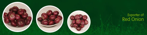 Fresh Onion