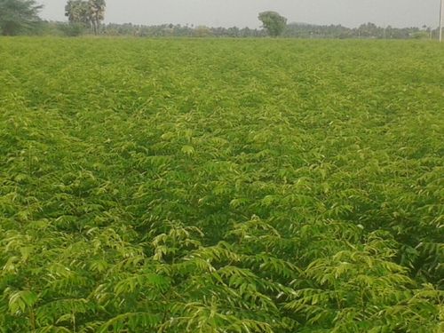 Green Curry Leaf