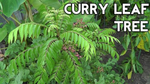 Frozen Curry Leaves