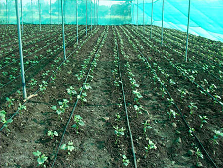 Green House