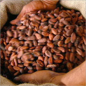 Cocoa Beans