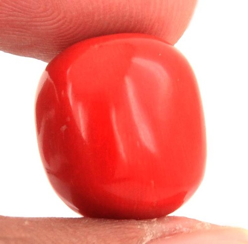 Cylindrical Shape Red Coral (Moonga)