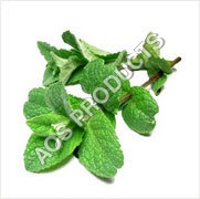 Menthol Water Soluble