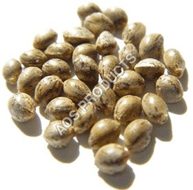 Hemp Seed Oil