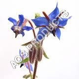 Borage Oil