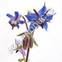 Borage Oil