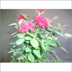 China Rose Plants