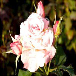 Hybrid Tea Rose Plants