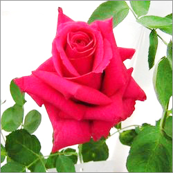 Gladiator Rose Plant